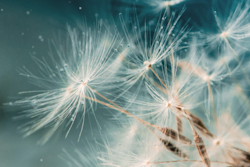 Una Europa–Africa Partnership Seed Funding