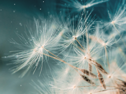 Una Europa–Africa Partnership Seed Funding